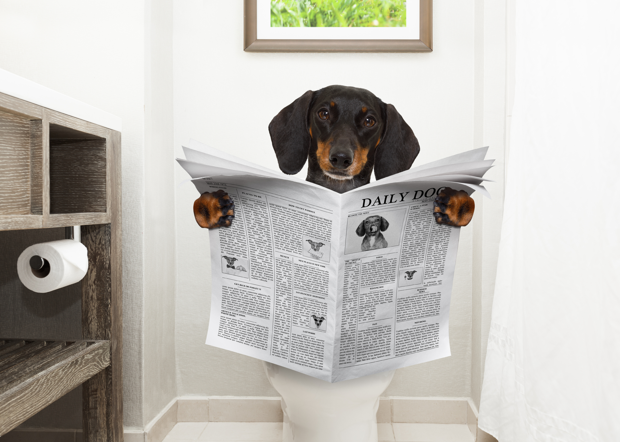All about poo: ESL/EFL Lesson Plan and Worksheet