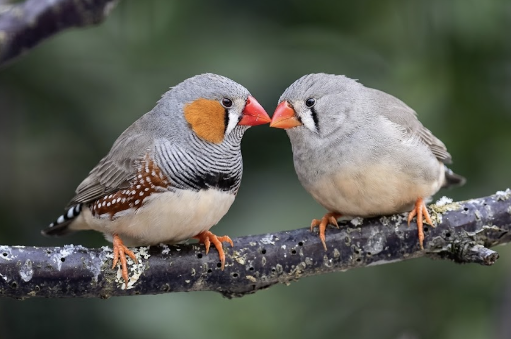 birds-talk-and-a-scientist-knows-how-esl-efl-lesson-plan-and-worksheet