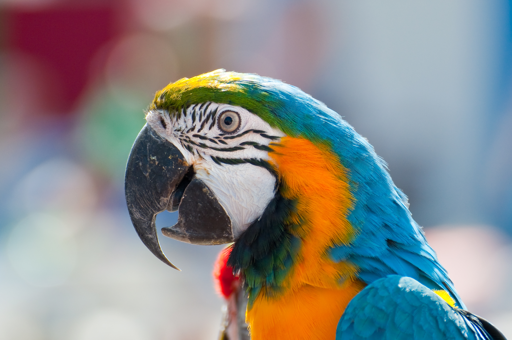 Rainforest animals: ESL/EFL Lesson Plan and Worksheet