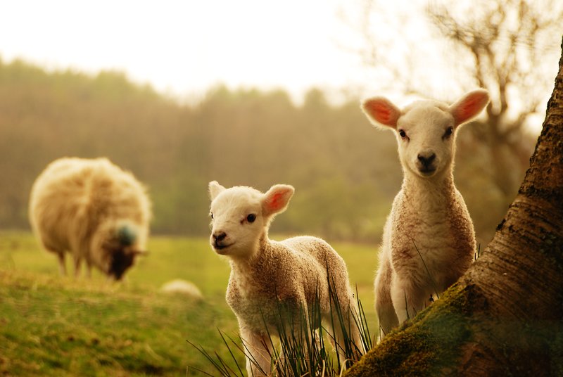 Animals (IELTS Speaking Part 2-3): ESL/EFL Lesson Plan and Worksheet