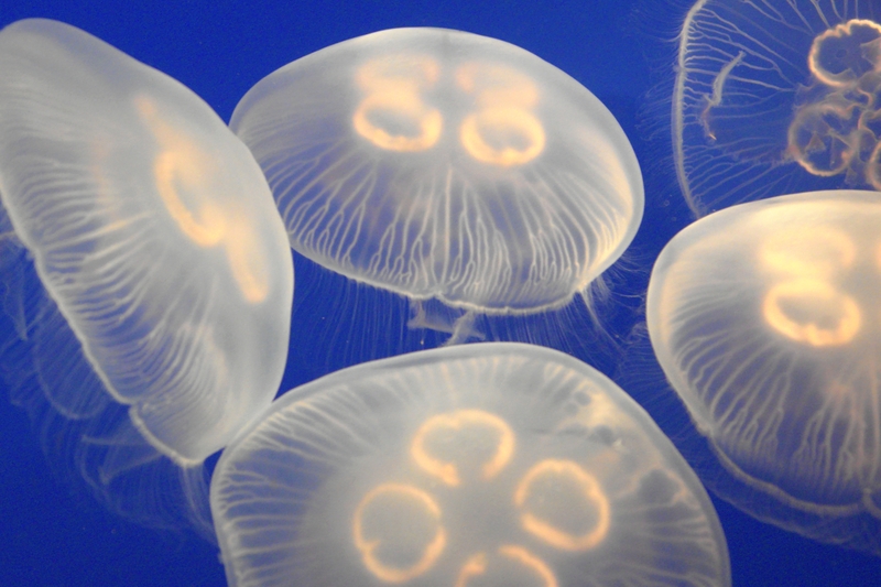 Jellyfish ESL/EFL Lesson Plan and Worksheet