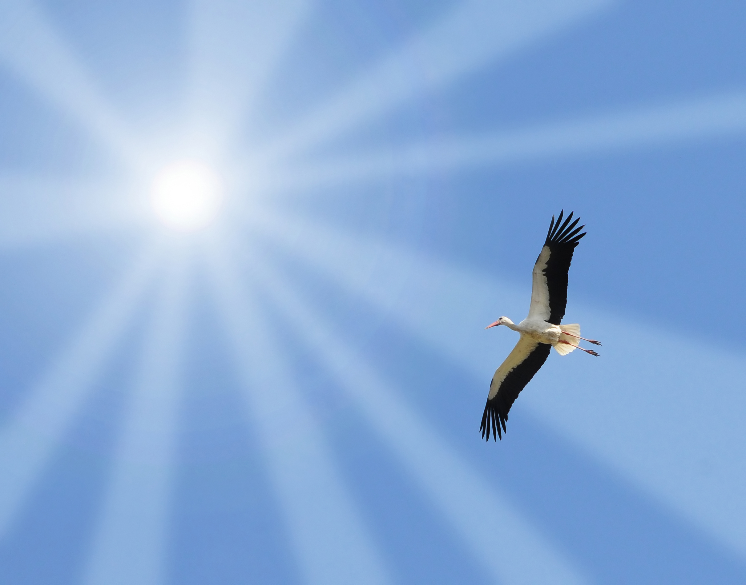 The Count and the stork: ESL/EFL Lesson Plan and Worksheet