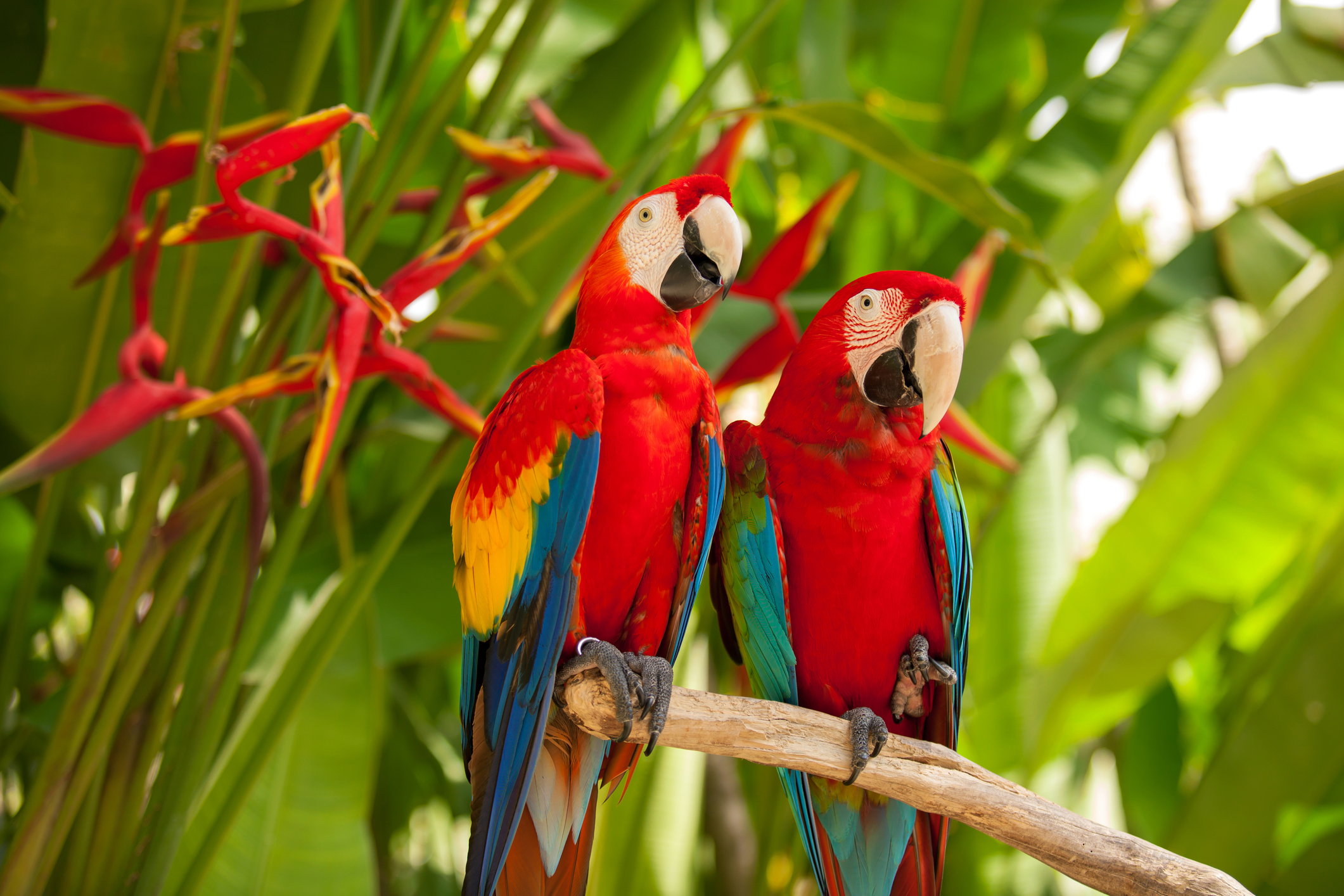 Swearing parrots: ESL/EFL Lesson Plan and Worksheet